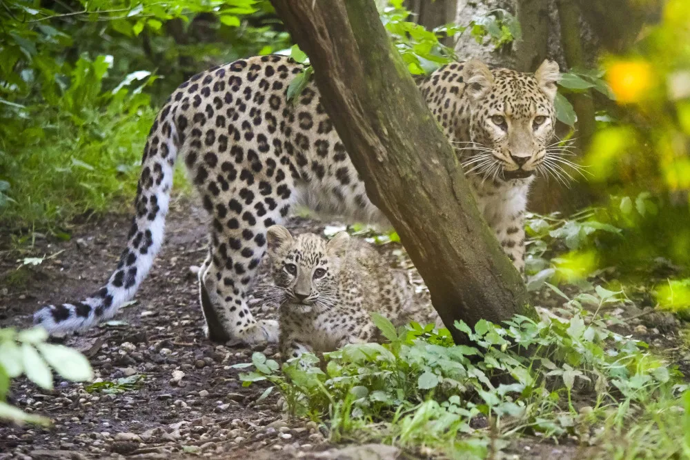 VIDEO: Poprvé ve výběhu. Čtyřměsíční samička lehvarta v jihlavské zoo si užívá léto