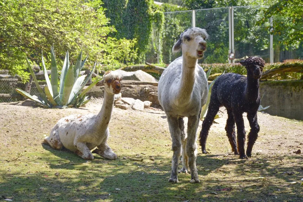 VIDEO: Chvilkové ochlazení pod sprchou. Podívejte se, jak alpaky v Zoo Jihlava zvládají horko