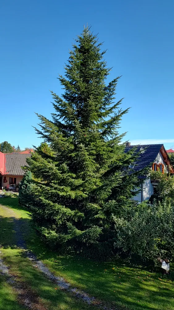 Havlíčkův Brod bude mít vánoční strom z Olešné. Na oplátku pošle strom do Nizozemí