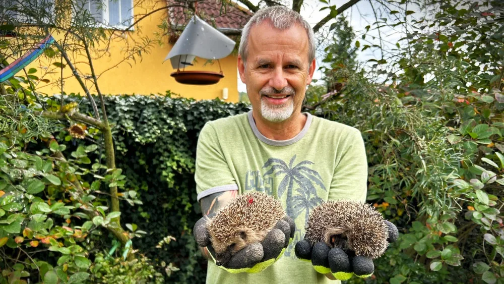 Červená skvrna v bodlinách levého ježka není zranění. Jde o barevné označení ježka, kterému jsme už aplikovali prostředek proti parazitům