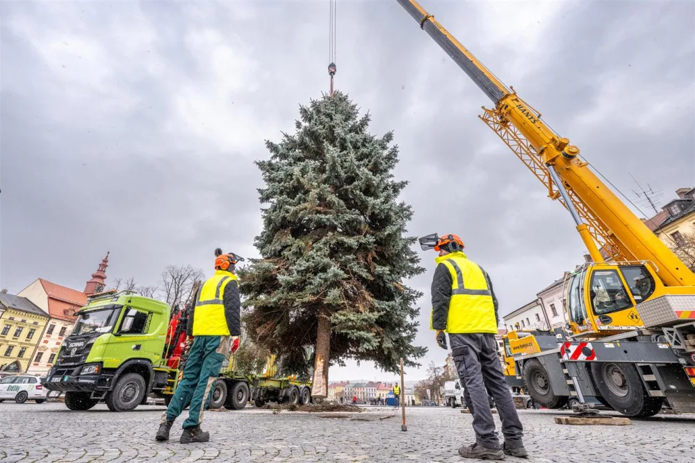 Masarykovo náměstí už zdobí vánoční strom. Dvanáctimetrový smrk dorazil z Telče