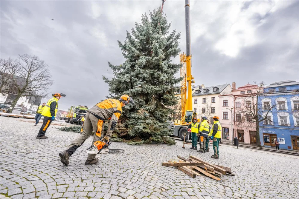 Masarykovo náměstí už zdobí vánoční strom. Dvanáctimetrový smrk dorazil z Telče