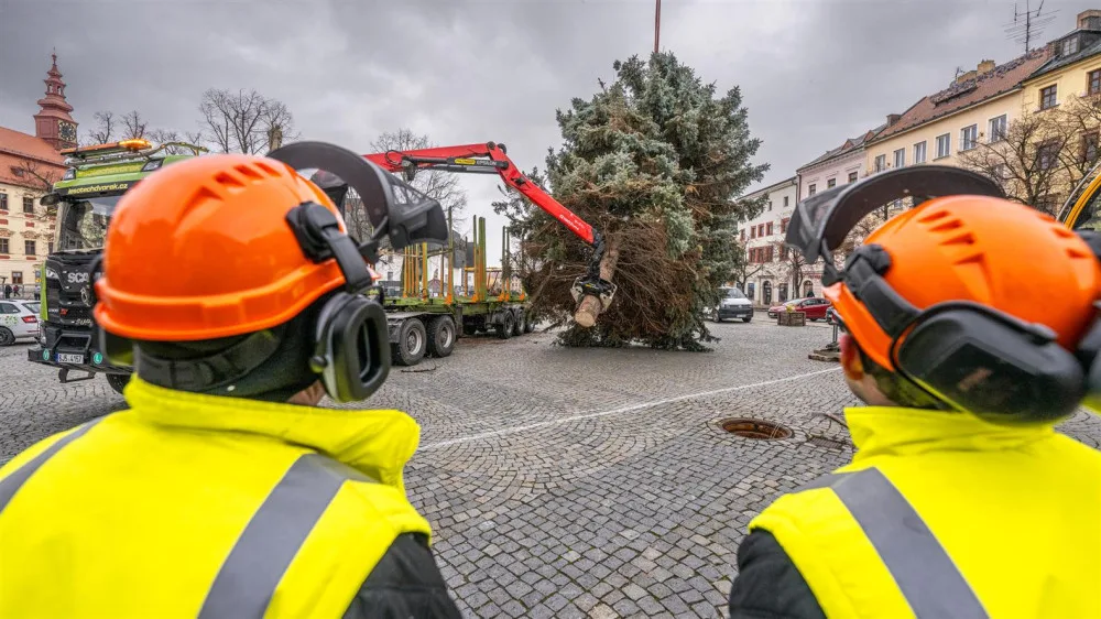 Masarykovo náměstí už zdobí vánoční strom. Dvanáctimetrový smrk dorazil z Telče