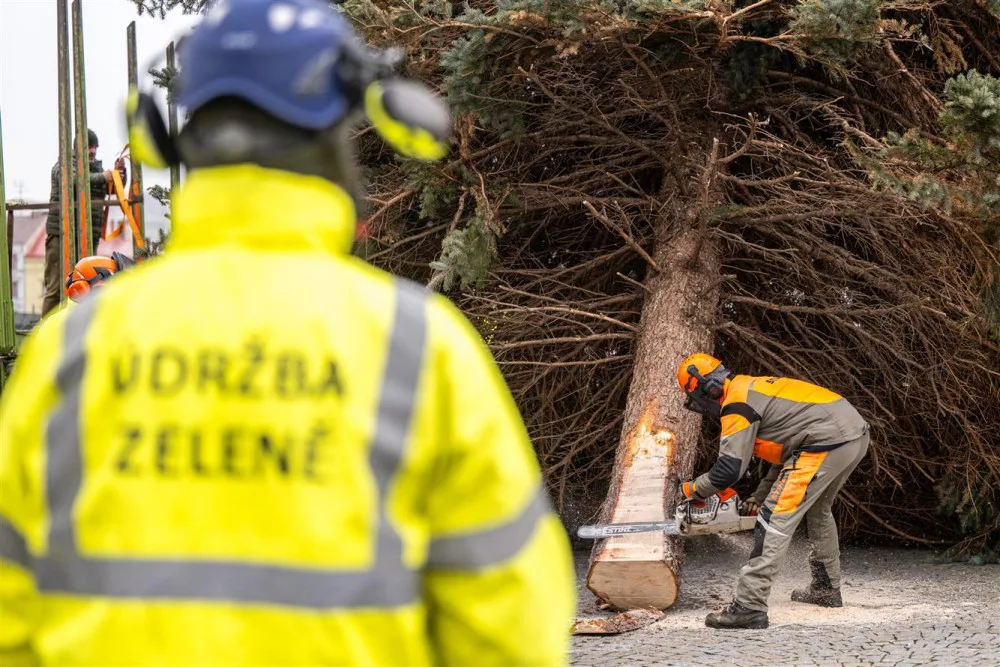 Masarykovo náměstí už zdobí vánoční strom. Dvanáctimetrový smrk dorazil z Telče