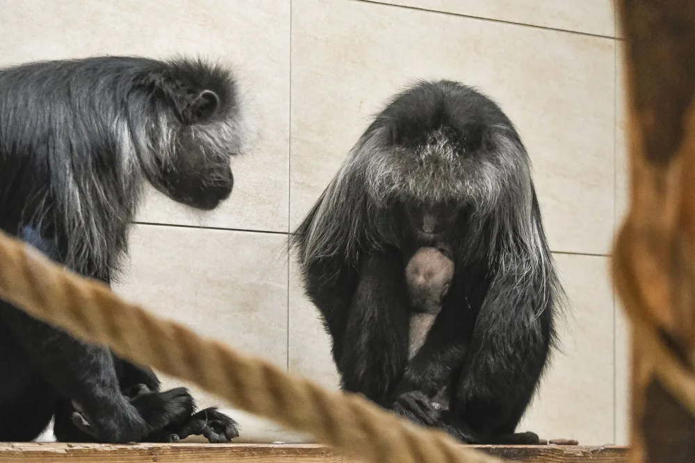 Guarézy běloramenné v jihlavské zoo mají sněhobílé mládě. Foto: Se svolením Zoo Jihlava