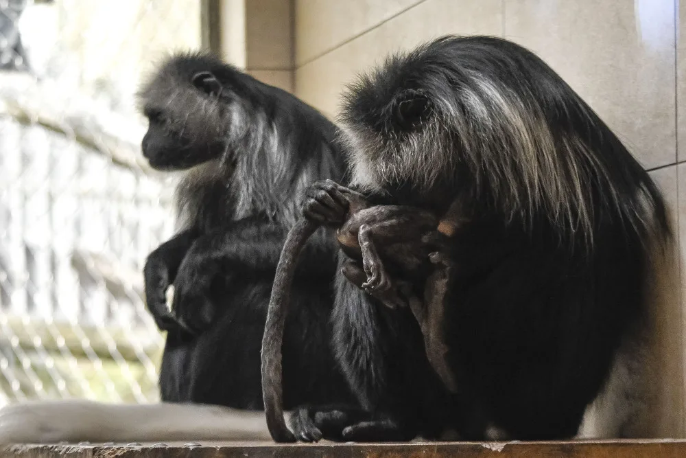 Guarézy běloramenné v jihlavské zoo mají sněhobílé mládě