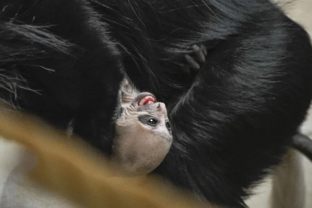 Guarézy běloramenné v jihlavské zoo mají sněhobílé mládě