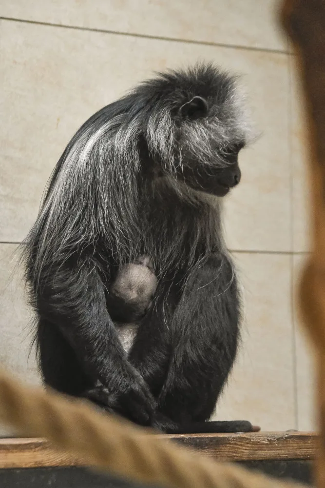 Guarézy běloramenné v jihlavské zoo mají sněhobílé mládě
