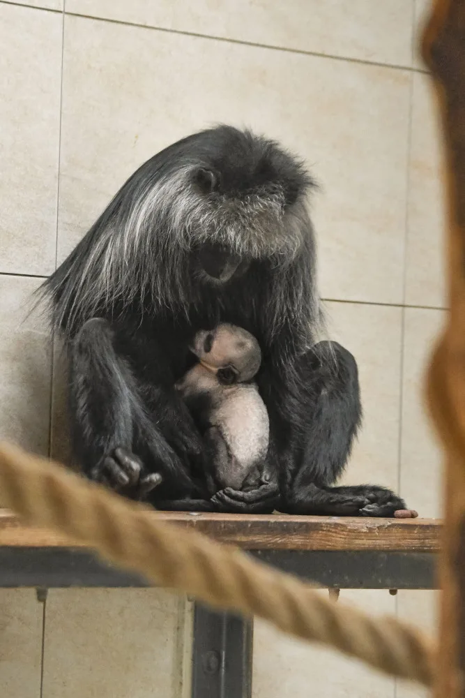 Guarézy běloramenné v jihlavské zoo mají sněhobílé mládě