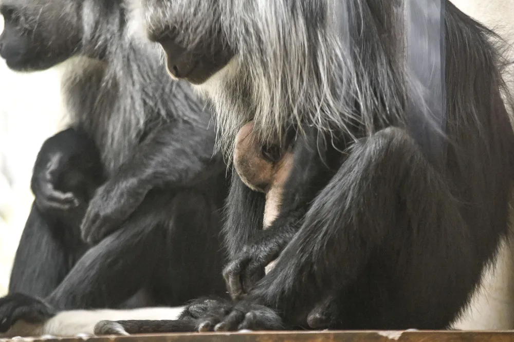 Guarézy běloramenné v jihlavské zoo mají sněhobílé mládě