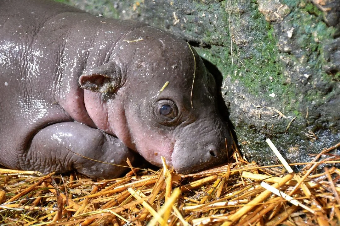 Adventní radost v jihlavské zoo. Na svět tam přišla samička vzácného hrocha liberijského