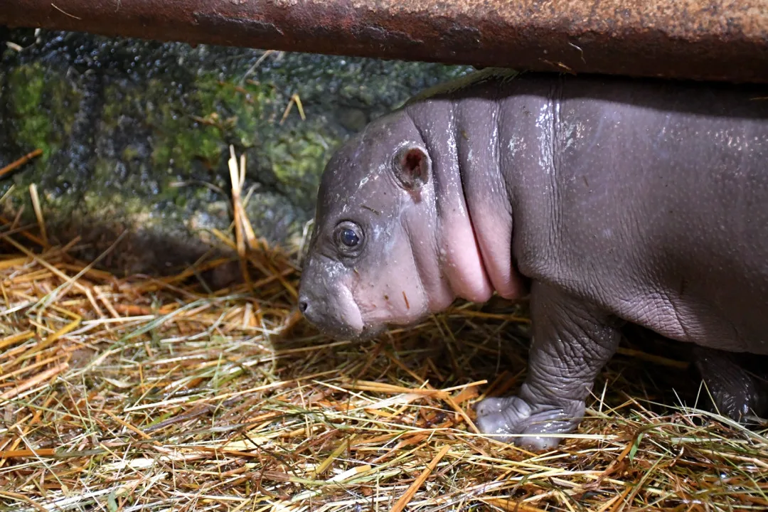 VIDEO: Malá hrošice v jihlavské zoo oslaví měsíc. Chovatelé na chvilku potrápily oděrky na zadních nohách