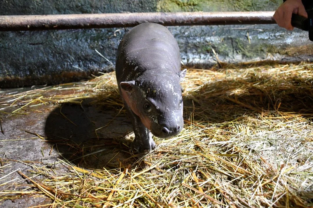 VIDEO: Malá hrošice v jihlavské zoo oslaví měsíc. Chovatelé na chvilku potrápily oděrky na zadních nohách