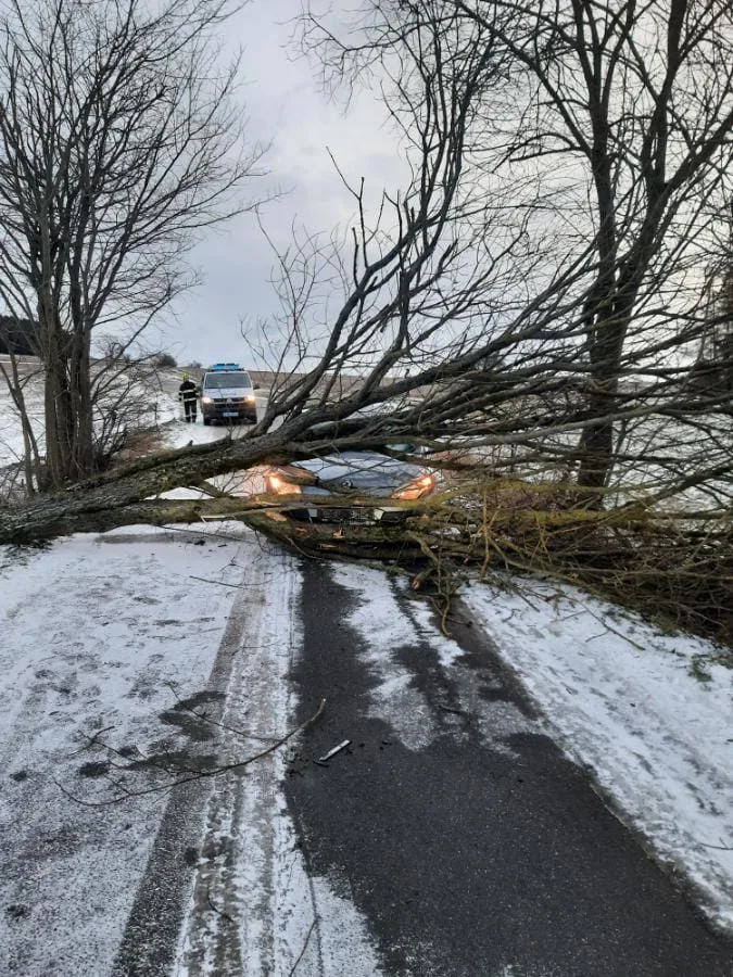 FOTO: Hasiče na Vysočině zaměstnal silný vítr. Jeden z řidičů narazil do spadlého stromu