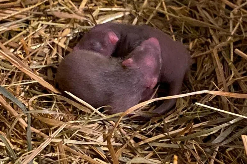 Mláďata křečka velkého v Zoo Jihlava
