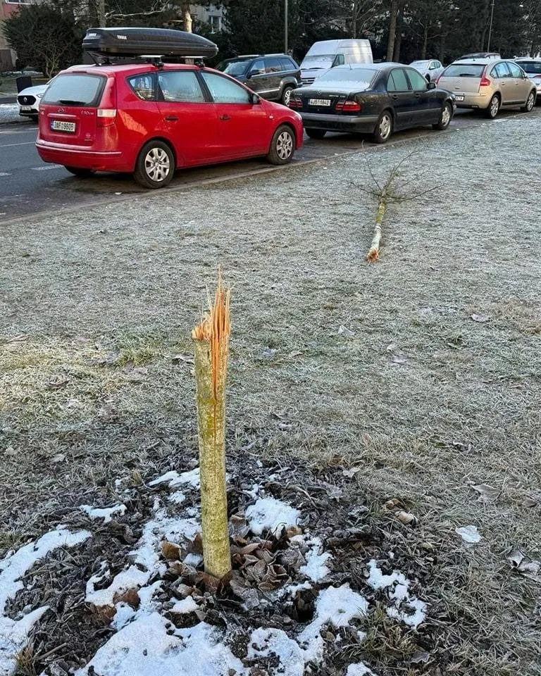 Vandalismus ve Žďáru nad Sázavou. Někdo zde záměrně ničí stromy, do případu už se vložila policie