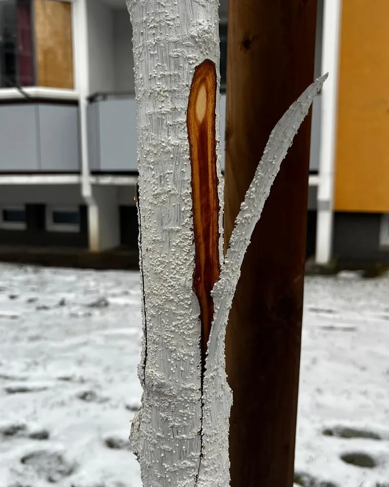 FOTO: Vandalismus ve Žďáru nad Sázavou. Někdo zde záměrně ničí stromy, do případu už se vložila policie