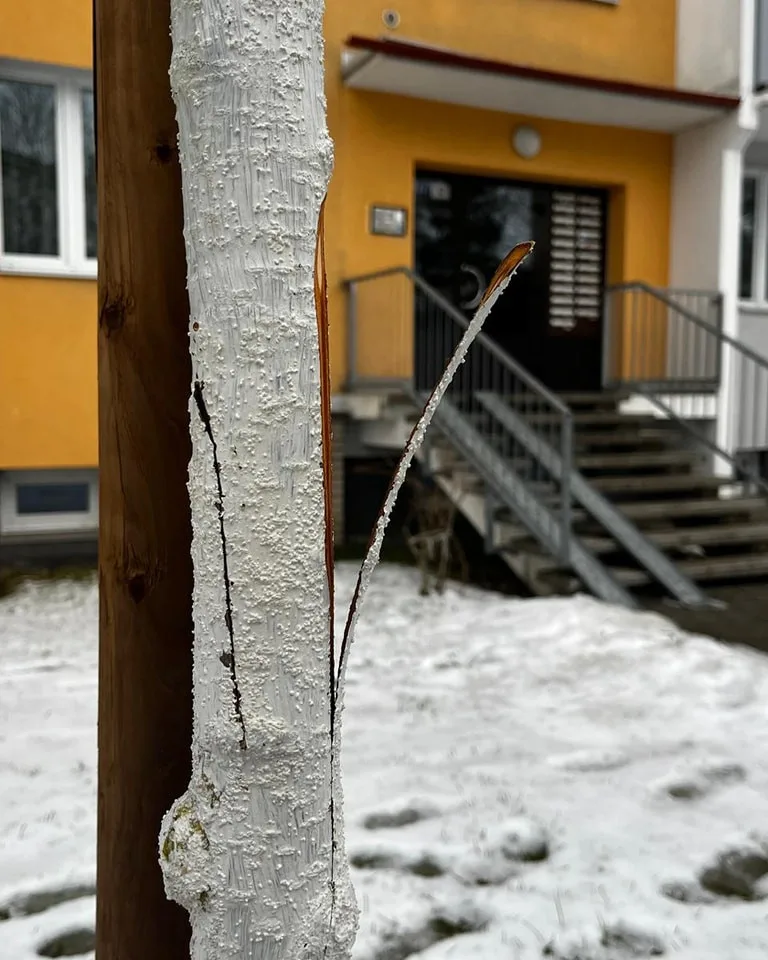 FOTO: Vandalismus ve Žďáru nad Sázavou. Někdo zde záměrně ničí stromy, do případu už se vložila policie