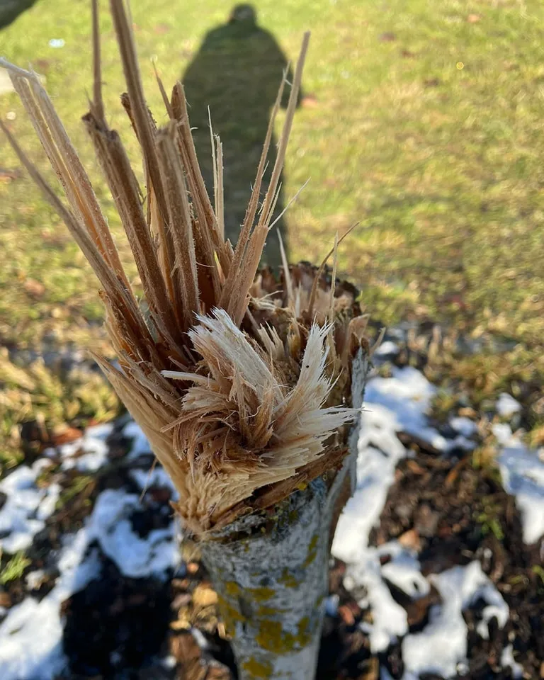 FOTO: Vandalismus ve Žďáru nad Sázavou. Někdo zde záměrně ničí stromy, do případu už se vložila policie