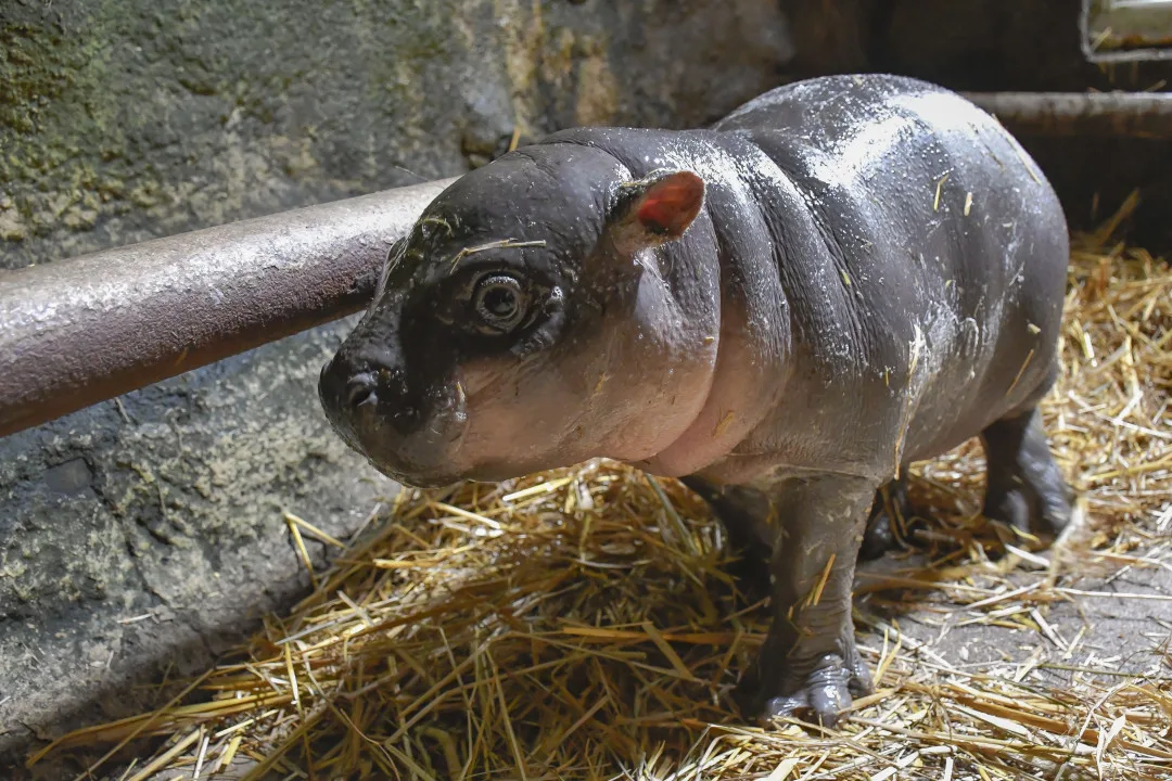 Třicet kilo radosti. Hrošice v jihlavské zoo roste jako z vody, už ochutnává seno a granule