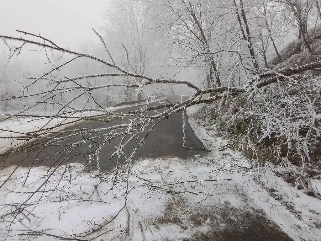 FOTO: Mráz láme větve, hasiči měli přes 30 výjezdů. Na Jihlavsku spadl na projíždějící náklaďák strom