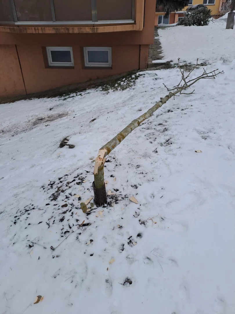 Nově poničený strom v Barákově ulici