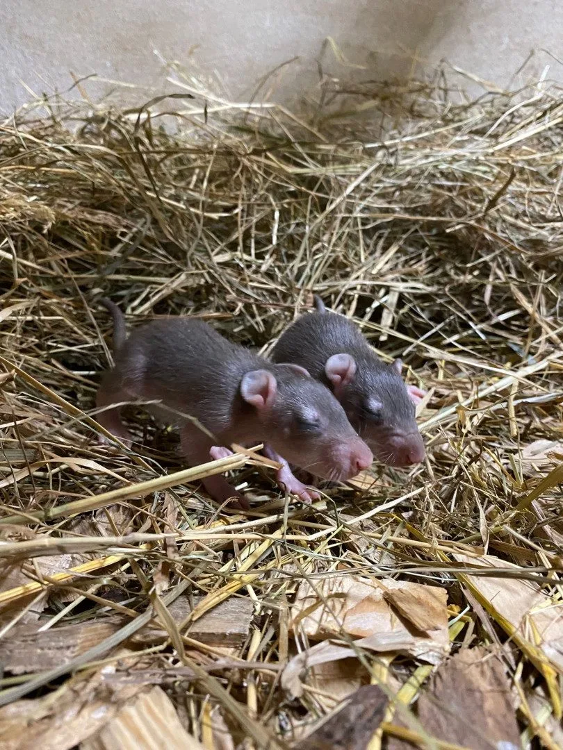 Mláďata křečků velkých. Foto: Se svolením Zoologické zahrady Jihlava
