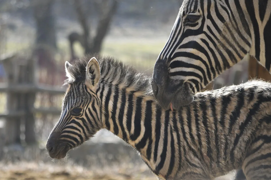 Mládě zebry Burchellovy. Foto: Se svolením Zoologické zahrady Jihlava