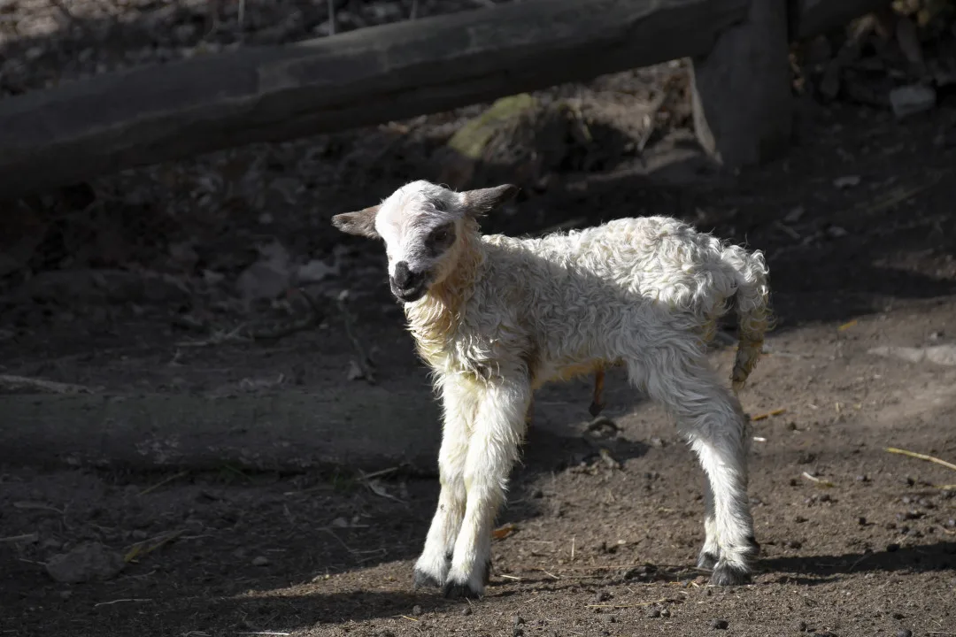 Jehně ovce valašky. Foto: Se svolením Zoologické zahrady Jihlava