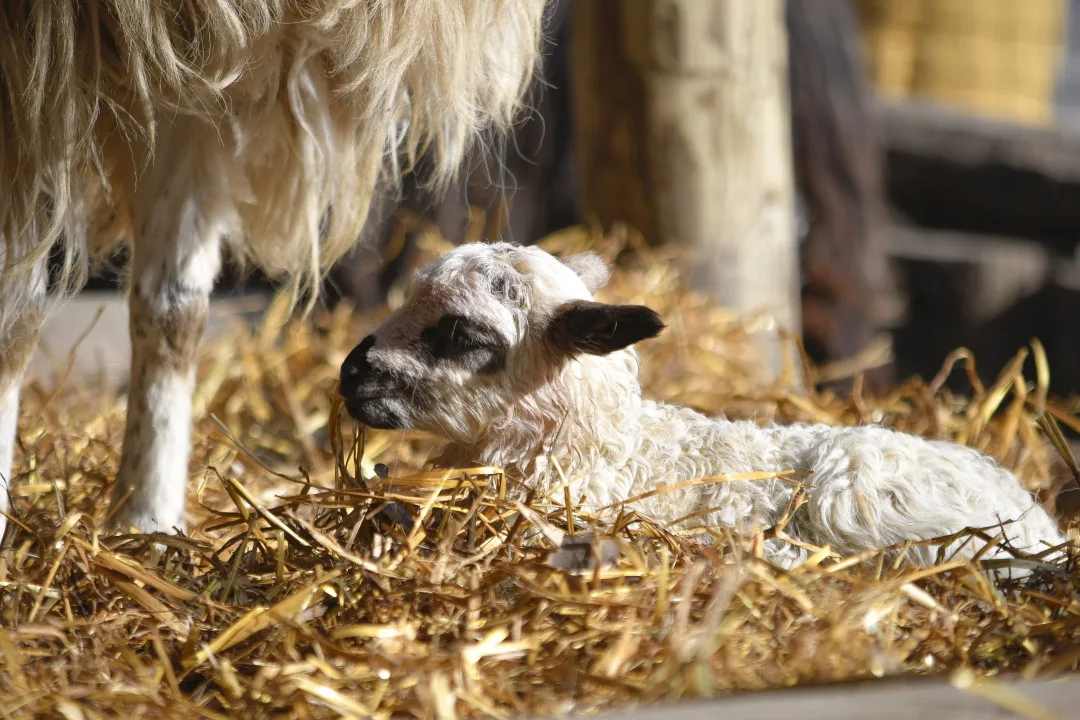 Jehně ovce valašky. Foto: Se svolením Zoologické zahrady Jihlava