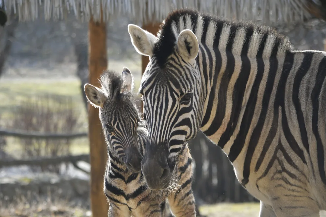 Mládě zebry Burchellovy. Foto: Se svolením Zoologické zahrady Jihlava