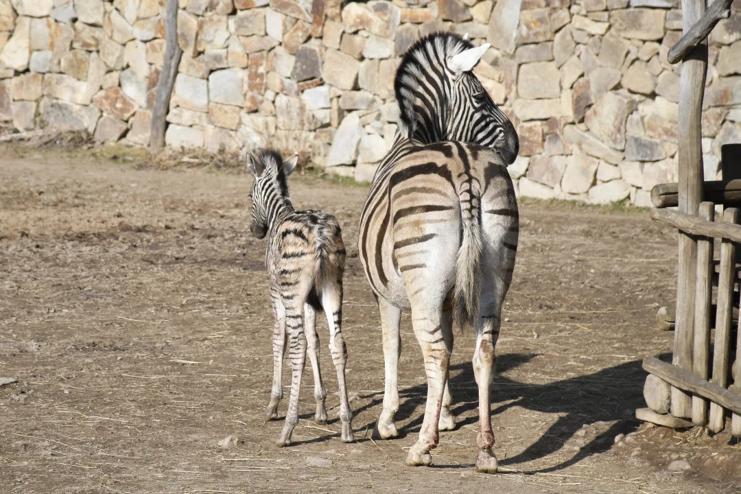 Mládě zebry Burchellovy. Foto: Se svolením Zoologické zahrady Jihlava