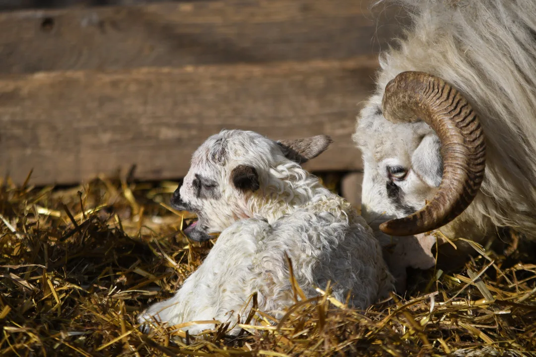 Jehně ovce valašky. Foto: Se svolením Zoologické zahrady Jihlava