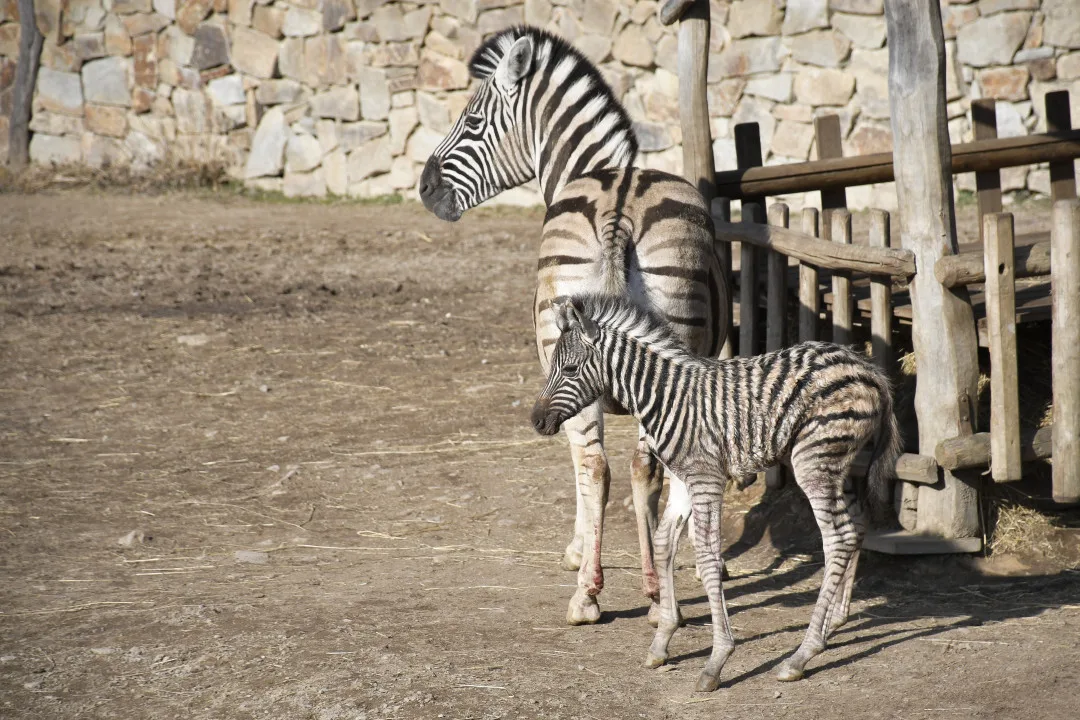 Mládě zebry Burchellovy. Foto: Se svolením Zoologické zahrady Jihlava