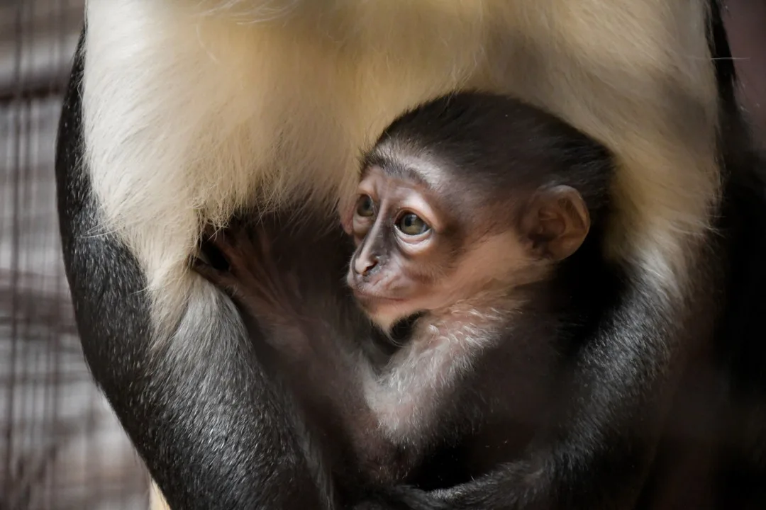 Jihlavská zoo má mládě kriticky ohroženého kočkodana. Jeho matka dostává čaj na podporu kojení
