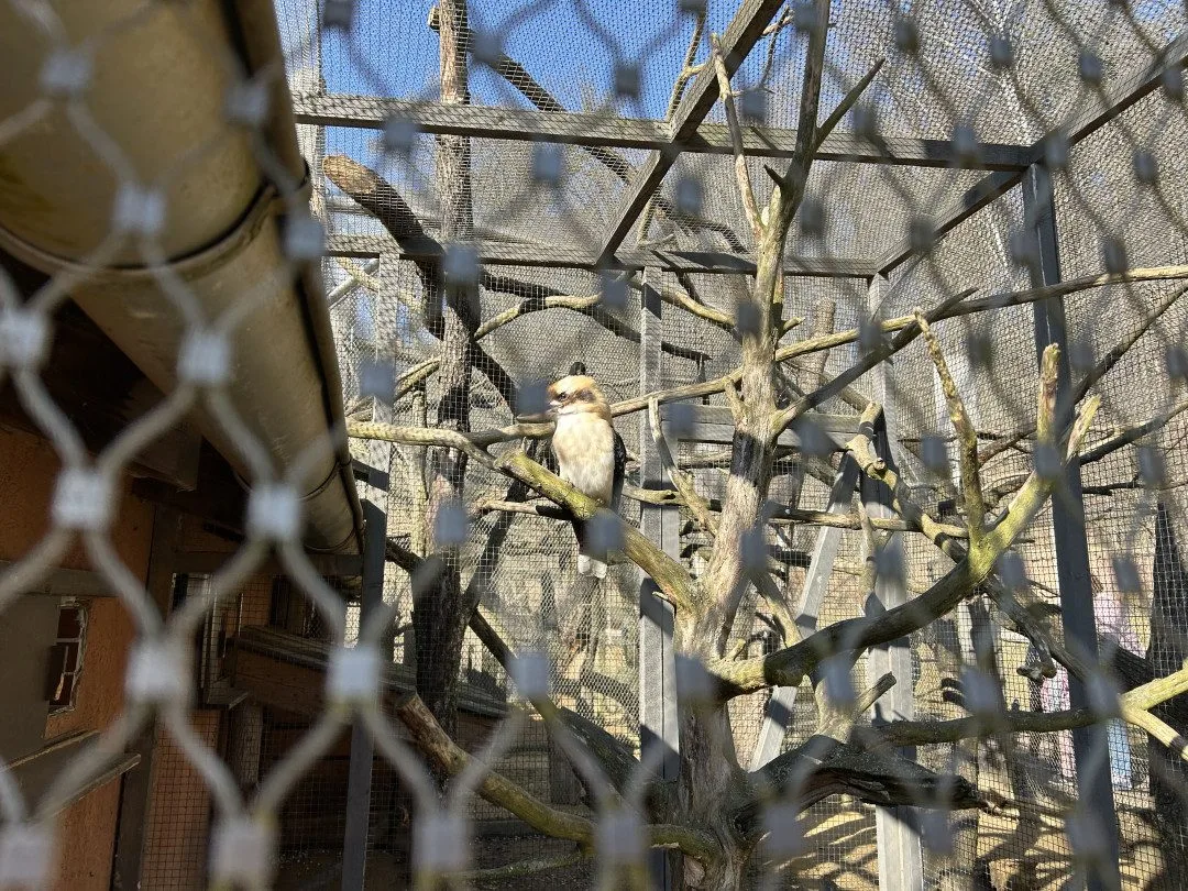 VIDEO: Konec prázdnin v Zoo Jihlava. Snové počasí, davy návštěvníků a nahřáté zvířecí kožíšky