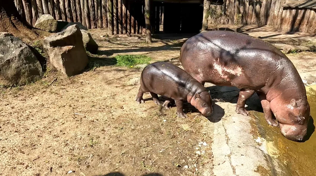 Mládě hrošíka liberijského začíná chodit ven, návštěvníci ho tam mohou spatřit. Foto: Se svolením Zoo Jihlava