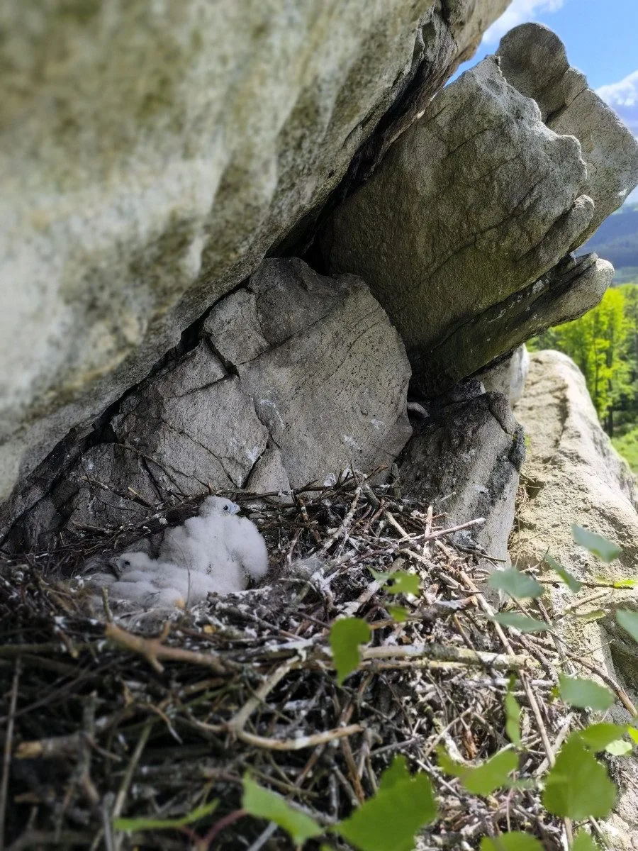 Ve Žďárských vrších mají sokoli dvě mláďata, předtím tam nehnízdili desítky let