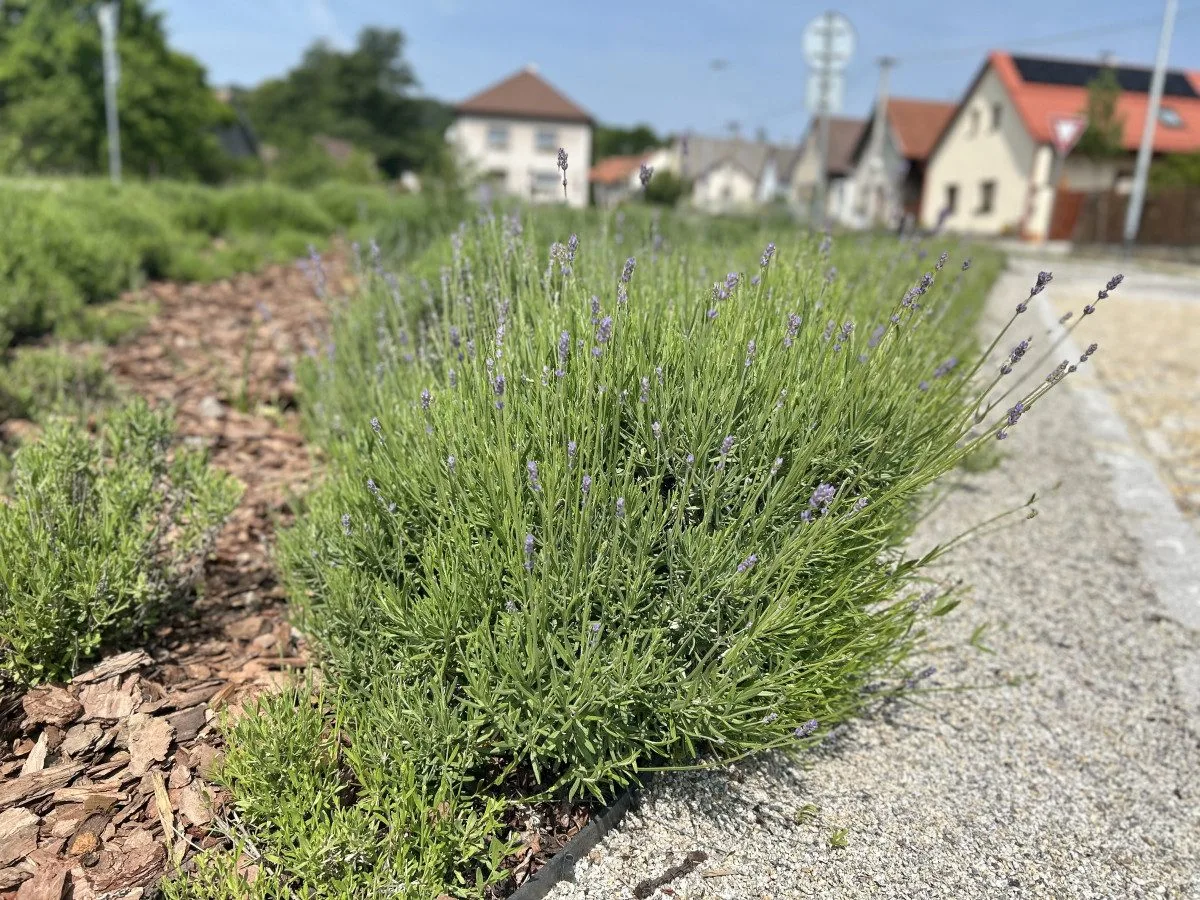 Obec Cejle, která získala ve Vesnici roku Zelenou stuhu, foto: Lenka Dvořáková