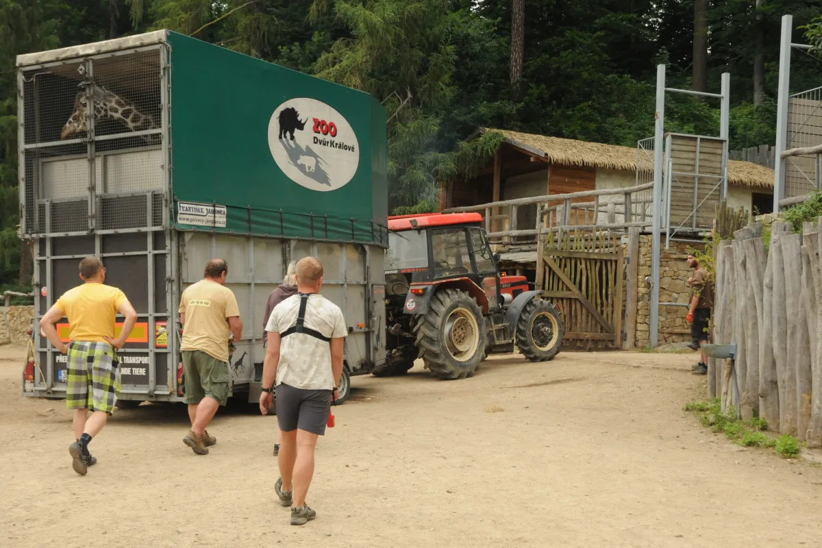 Jihlavská zoo je bez žiraf. Čeká na příjezd samců z jiných zoologických zahrad. Foto: Se svolením Zoo Jihlava