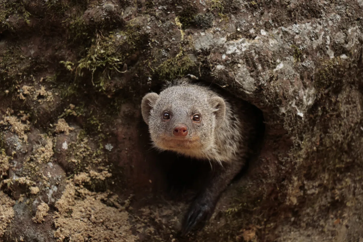 Mangusta žíhaná, staronový obyvatel Zoo Jihlava. Foto: Se svolením Zoo Jihlava
