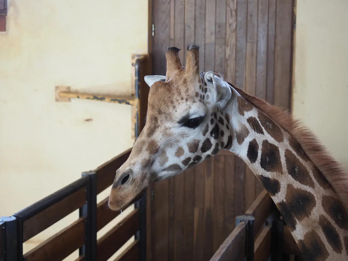 VIDEO: Zoo Jihlava nebyla bez žiraf dlouho. Přijel sedmiletý samec žirafy núbijské. Foto: Se svolením Zoo Jihlava