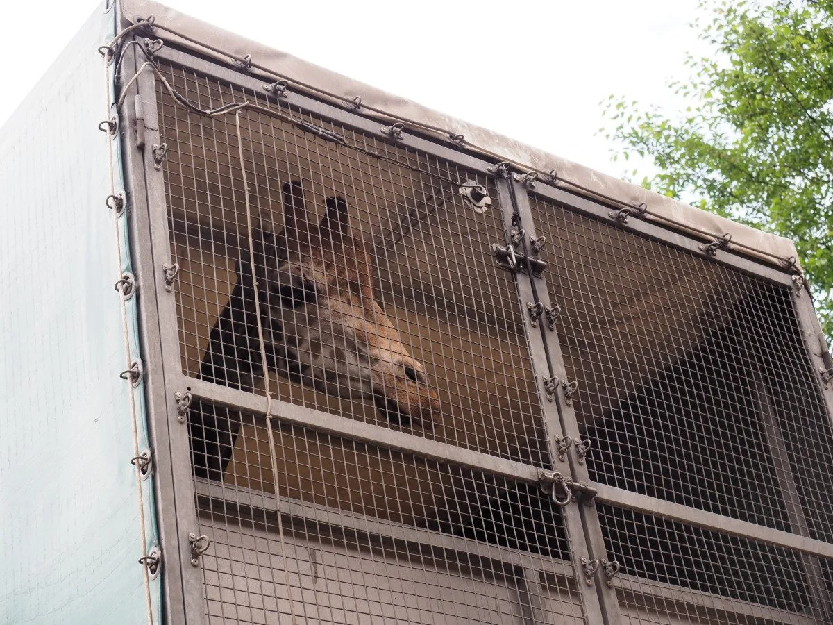 VIDEO: Zoo Jihlava nebyla bez žiraf dlouho. Přijel sedmiletý samec žirafy núbijské