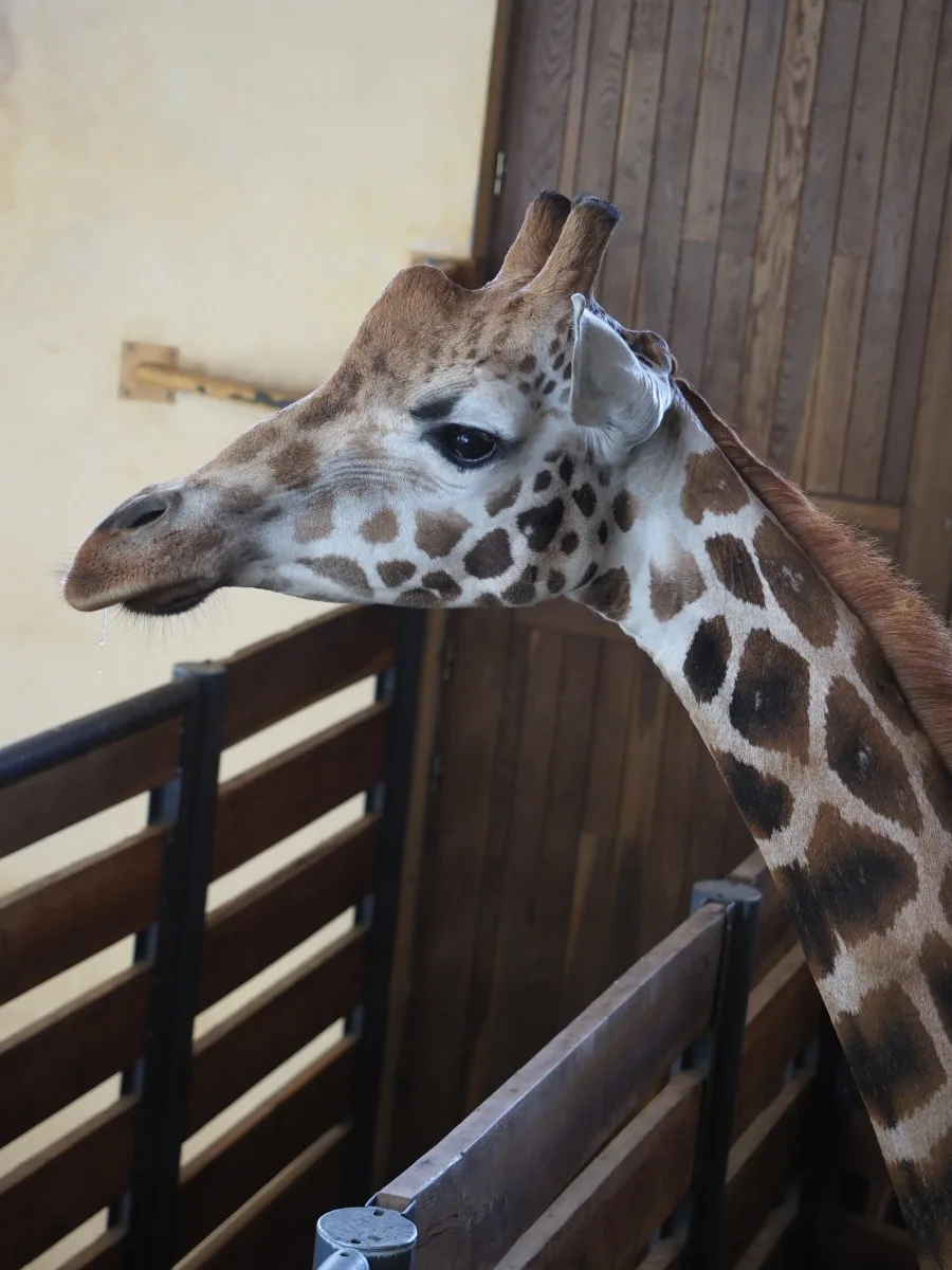 VIDEO: Zoo Jihlava nebyla bez žiraf dlouho. Přijel sedmiletý samec žirafy núbijské