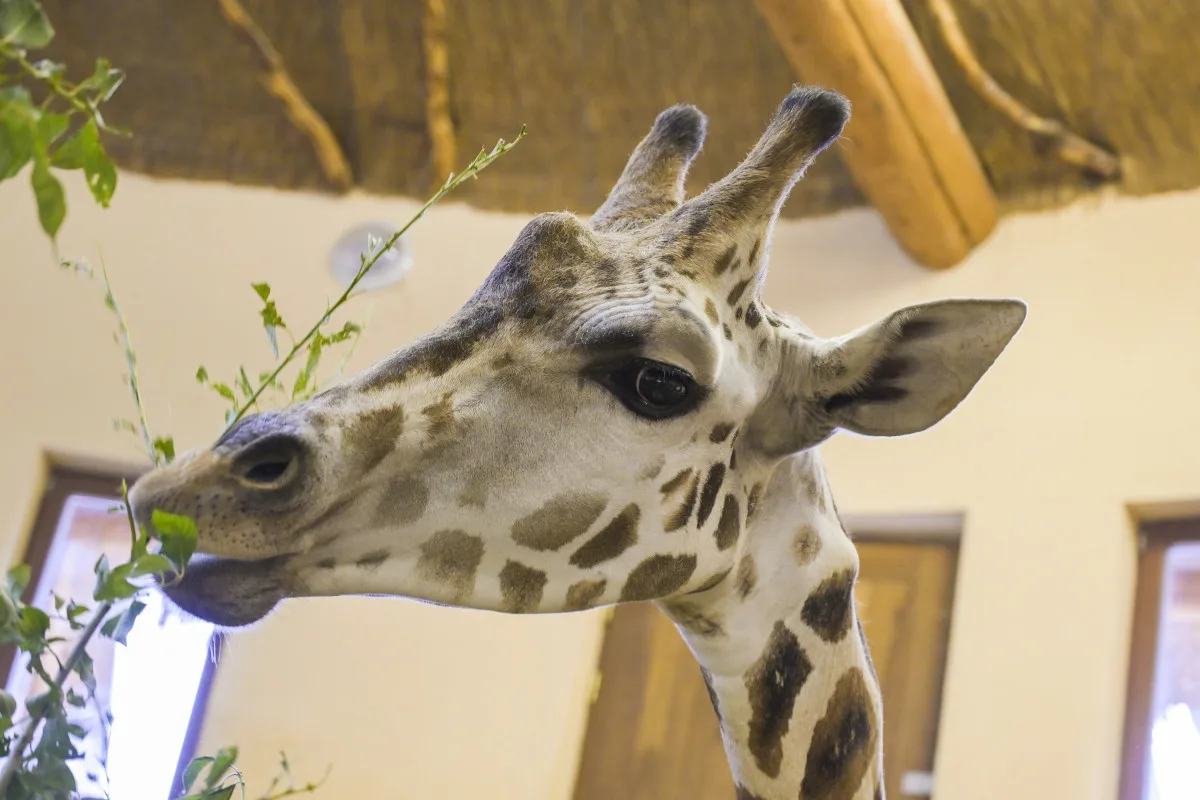 Do jihlavské zoologické zahrady přijely tři žirafy. Cestovaly v předklonu. Foto: Se svolením Zoo Jihlava
