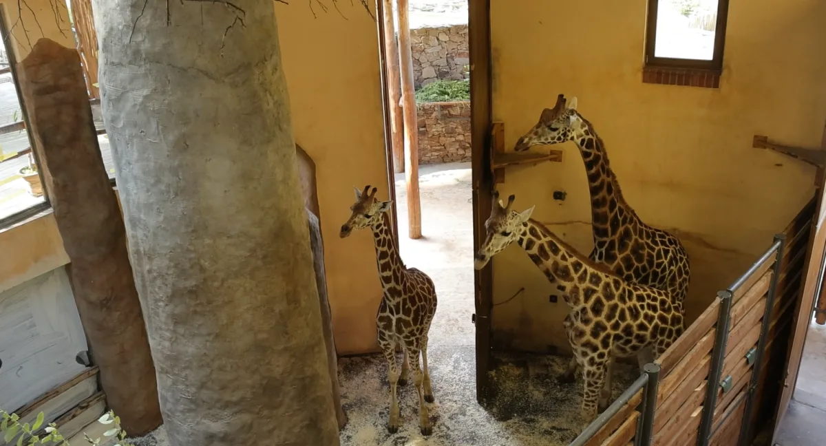 Žirafí samci se seznamují. Zoo Jihlava prosí návštěvníky o trpělivost