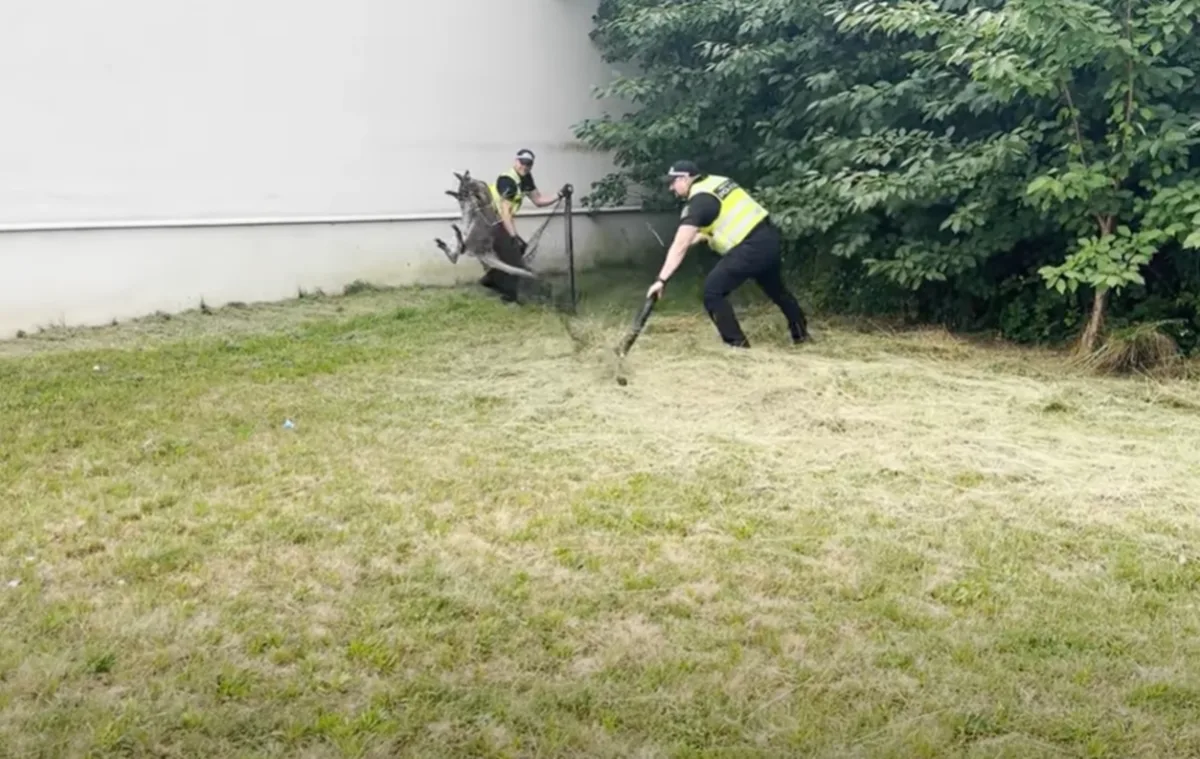 VIDEO: Klokana odchytili v ulicích Třebíče. Z jihlavského útulku už je zpět doma. Foto: Se svolením MP Třebíč