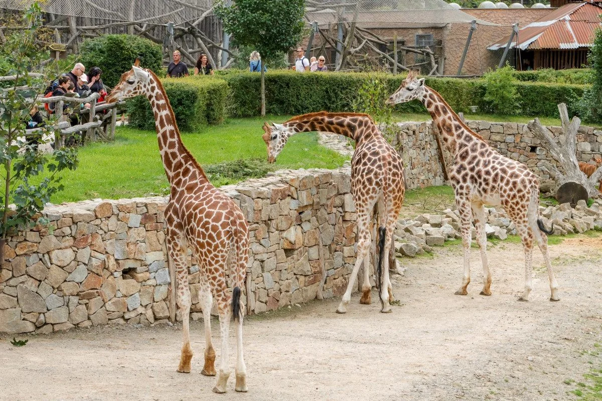 Ven pomalými krůčky. Žirafí samci v Zoo Jihlava už se ukazují lidem