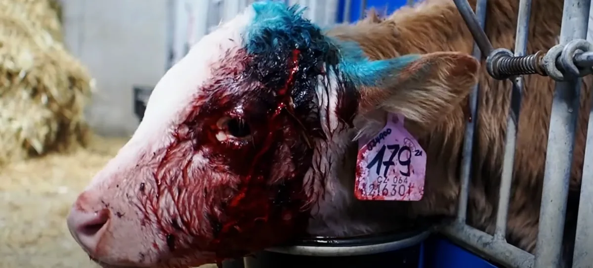 Veganští aktivisté opět zveřejnili násilné záběry z kravínů, na vině je Agrofert