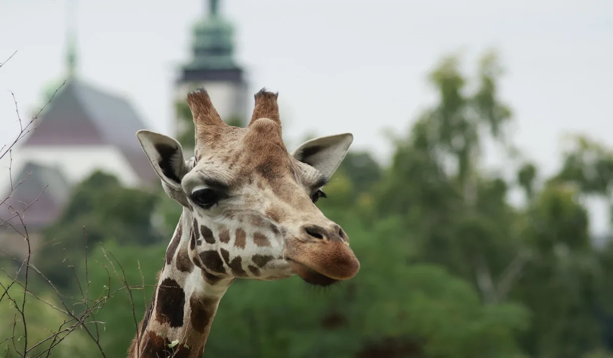 Objevte Zoo Jihlava jako nikdy dřív, a to s novou aplikací